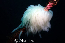 Squid eggs on a rope... by Alan Lyall 